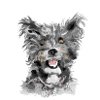 Pumi