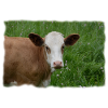 The cow