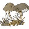 Champignons