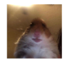 Hamster Cell Phone Front Camera - Funny Thanks Meme