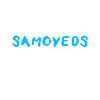 Samoyède Samoyède