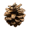 pomme de pin