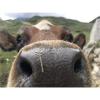 Cow nose