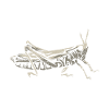 Large swamp locust