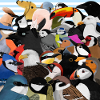 Many birds bird salad ornithologists bird lovers