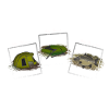 Carpes pêche