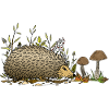 Hedgehog
