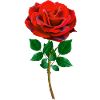 Rose - Red Rose