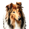 Collie