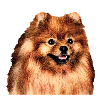 German spitz