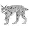 Lynxbw