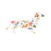 dachshund