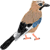Eurasian Jay I