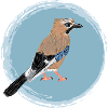 Eurasian Jay II
