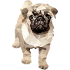 Pug polygon dog