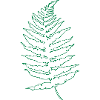Naturelover-plant-fern