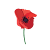 british legion poppy day