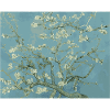 Almond blossoms
