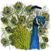 Peacock
