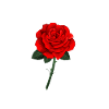 Red rose