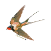 Swallow illustration with inscription