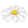 Daisy - Flower