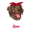 Labrador