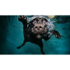 Funny Labrador Swimming