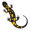 Feuersalamander Tattoo Tiere Kinder Geschenkidee