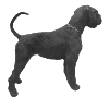 Riesenschnauzer Giant Schnauzer