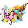 colibri