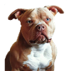 Exotic bully American Bully