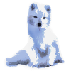 arctic foxy / arctic fox