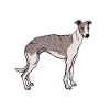 Whippet chien propriétaire idée cadeau