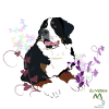 Bernese Mountain Dog