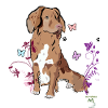 Nova Scotia Retriever