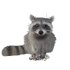 racoon