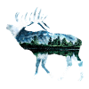 Moose