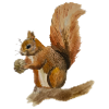 squirrel