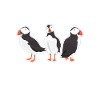 Funny puffin bird watching