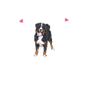 Bernese Mountain Dog