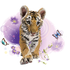 Bengal tiger