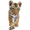 Bengal tiger
