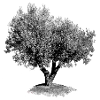 Der alte Olivenbaum