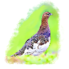 Willow ptarmigan