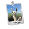 Funny Llama Alpaca Photo "Seriously?" Saying