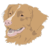 Nova Scotia Duck Tolling Retriever