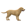 Conception de chiens