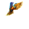 Macaw