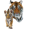 Bengal tiger